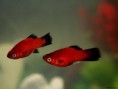 /album/peixes-ornamentais/xiphophorus-maculatus-red-wag-platy-e1340932260944-1-jpg/